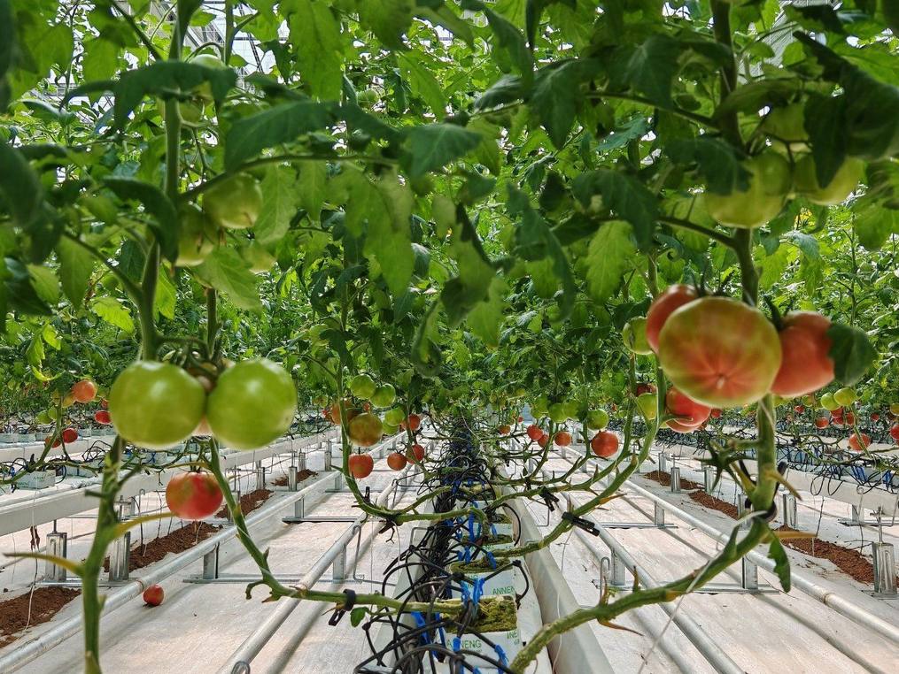 Ripening tomato trusses on the vine inside a commercial glass greenhouse
