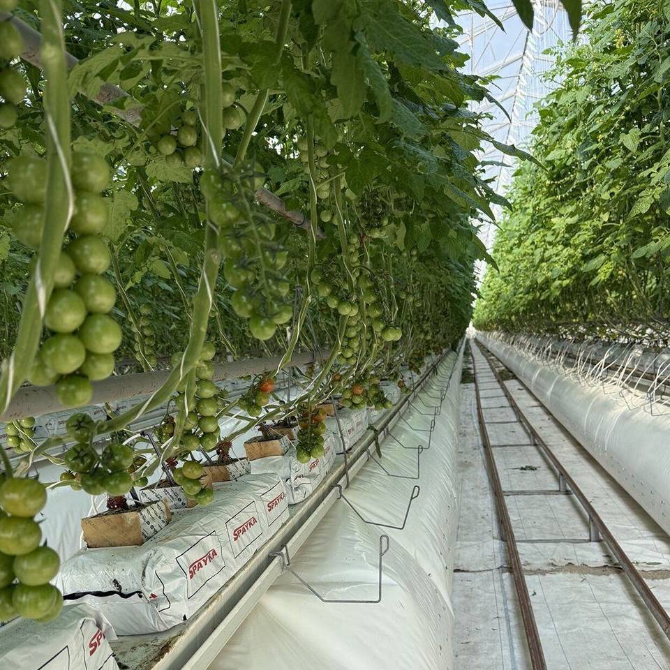 Cherry tomatoes ripening on the vine under glass in a smart greenhouse