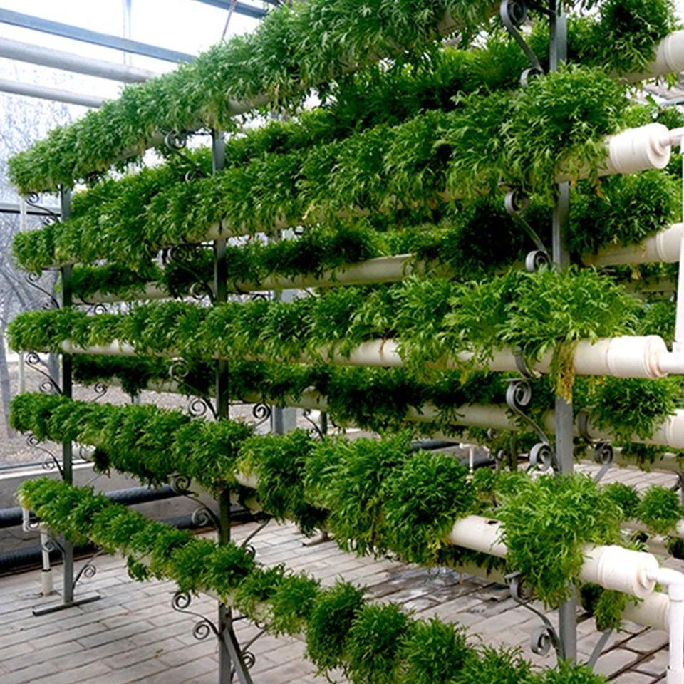 Vertical hydroponic growing towers with lettuce inside a smart glass greenhouse