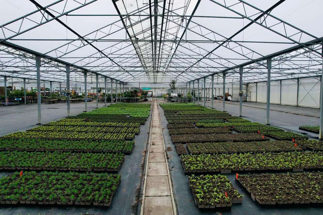 Interior of a smart multi span glass greenhouse with seedling trays in long rows