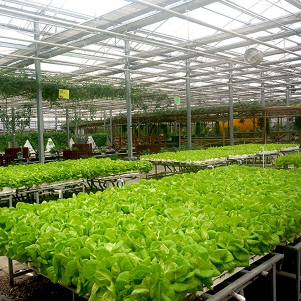 Lettuce growing on benches inside a large smart glass greenhouse