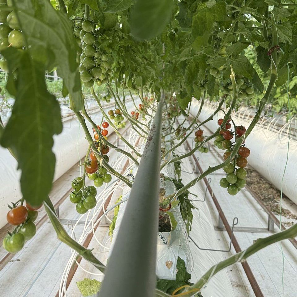 Tomato crop trained on high wire under a glass roof inside a smart greenhouse