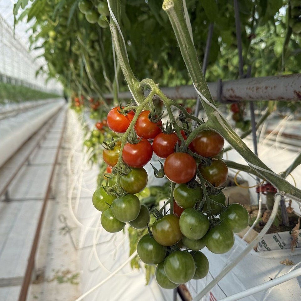 Ripening tomato trusses under a glass roof in a commercial smart greenhouse
