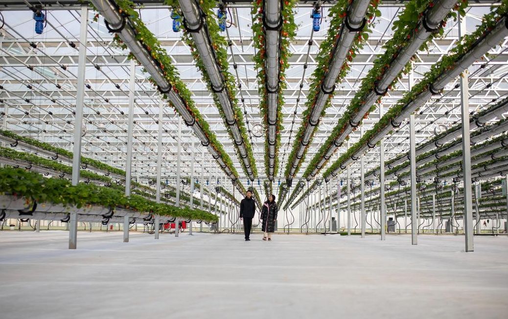 Interior of a large glass greenhouse with hanging gutters and service walkways