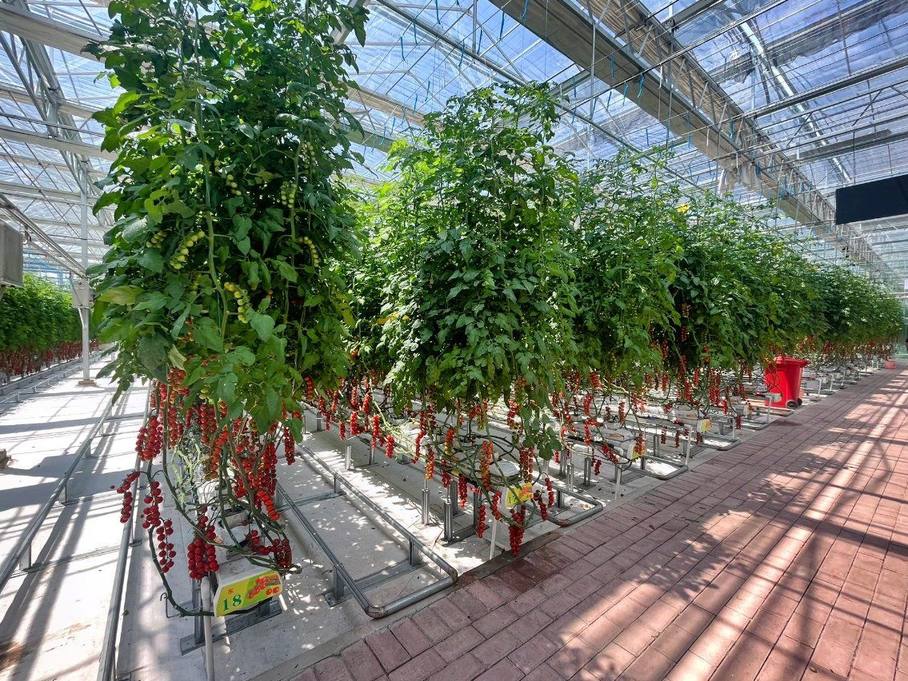 Trained crop rows on raised racks inside a commercial glass greenhouse