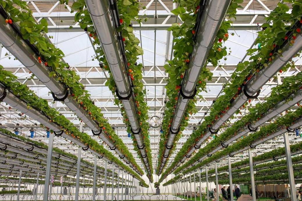 Strawberry Glass Greenhouse with Full Set of Spares for Commercial Farms