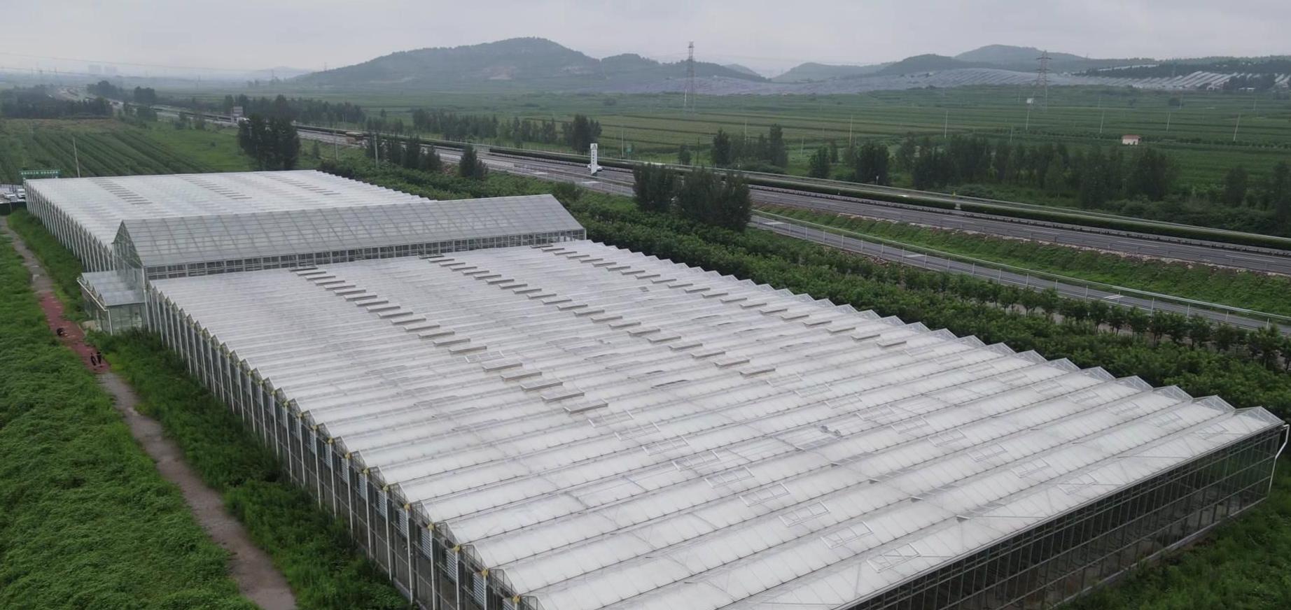 Range of glass greenhouses with ridge roofs on a commercial growing site