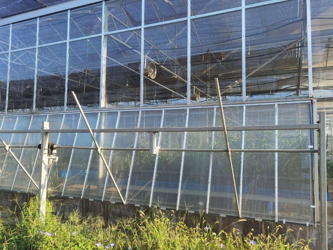 Interior of a commercial glass greenhouse with a pad wall and open service floor