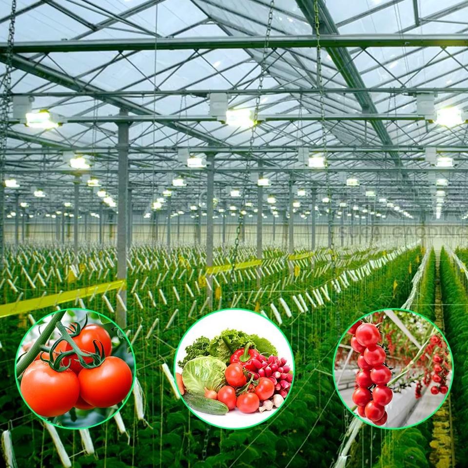 Crop rows and service walkway inside a multi span glass greenhouse