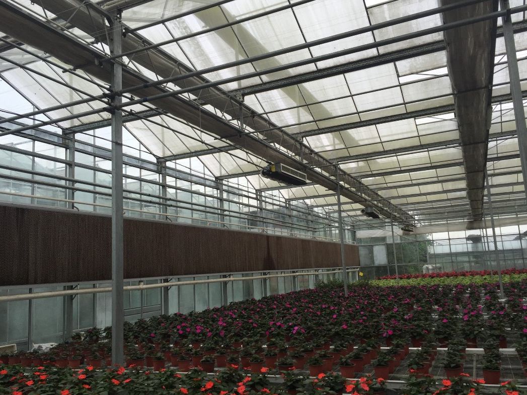 Flowering pot plants on benches inside a large glass greenhouse