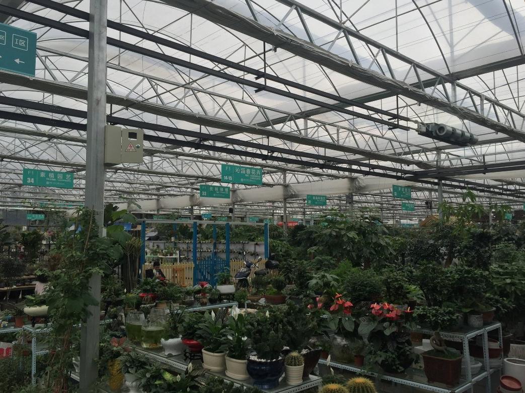 Potted flowering plants on benches under glass in a multi span greenhouse