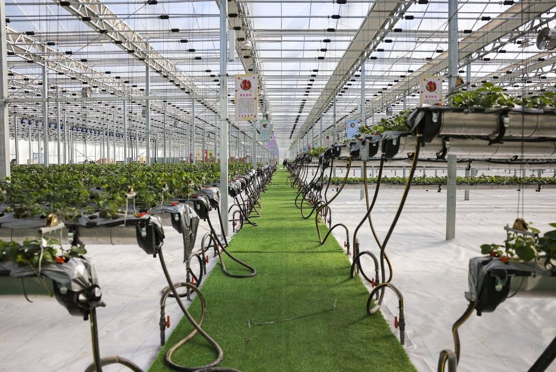 Roses growing on raised gutters inside a commercial glass greenhouse