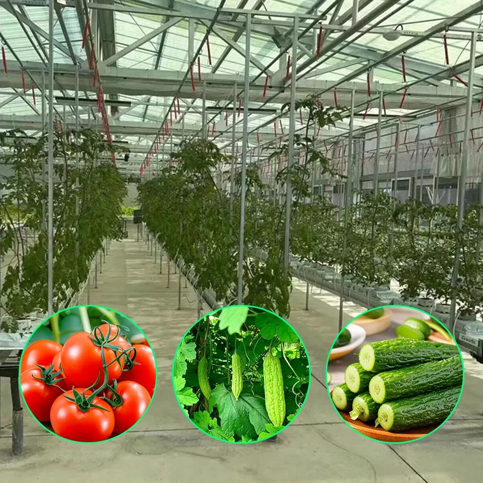 Tomato and vegetable crops growing on vines inside a glass greenhouse