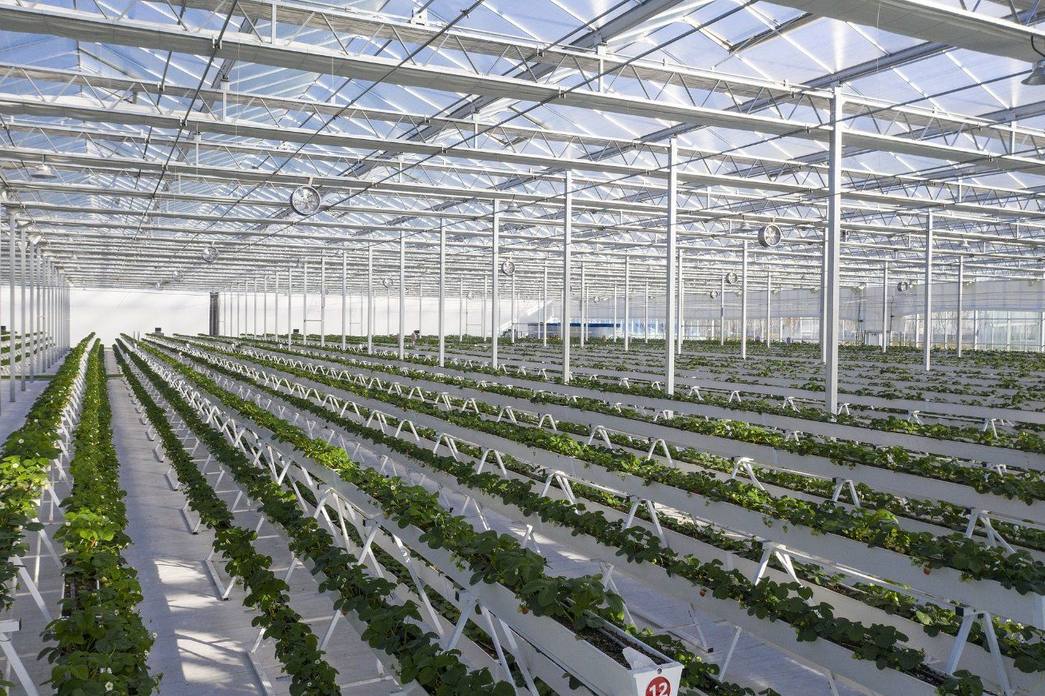 Glass Greenhouse with Galvanized Steel Frame for Vegetable Growing