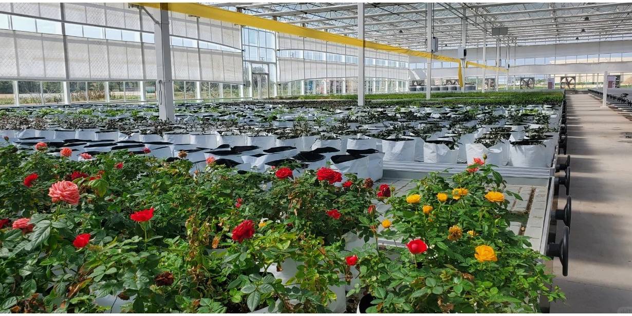 Flowering crop on a bench inside a panel covered commercial greenhouse