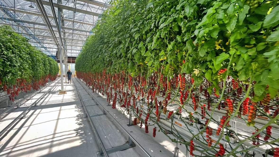 Rows of flowering plants on raised gutters inside a rigid panel greenhouse