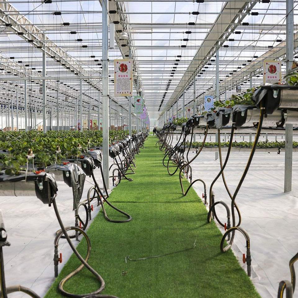 V shaped crop rows with a green aisle inside a glass greenhouse