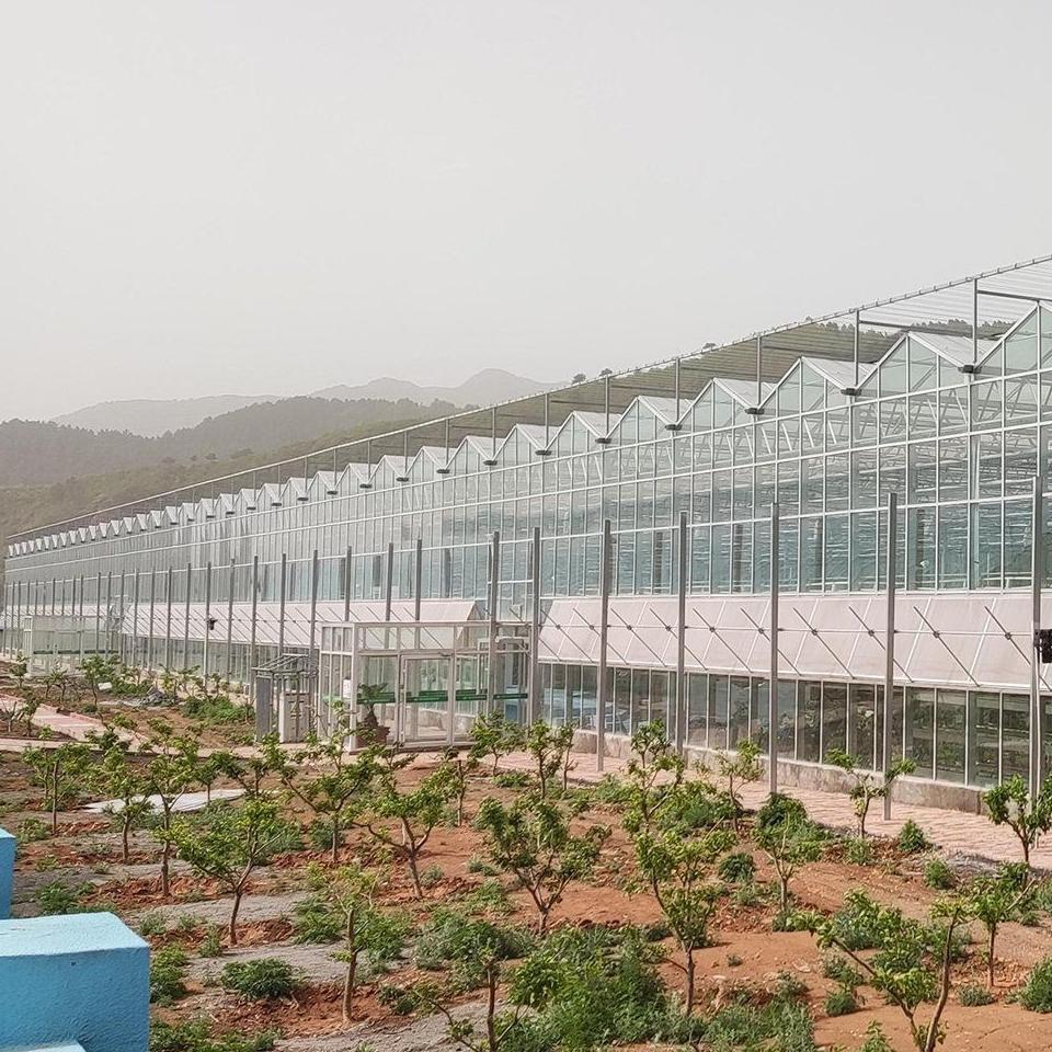 Glass greenhouse range beside outdoor orchards on an overcast day