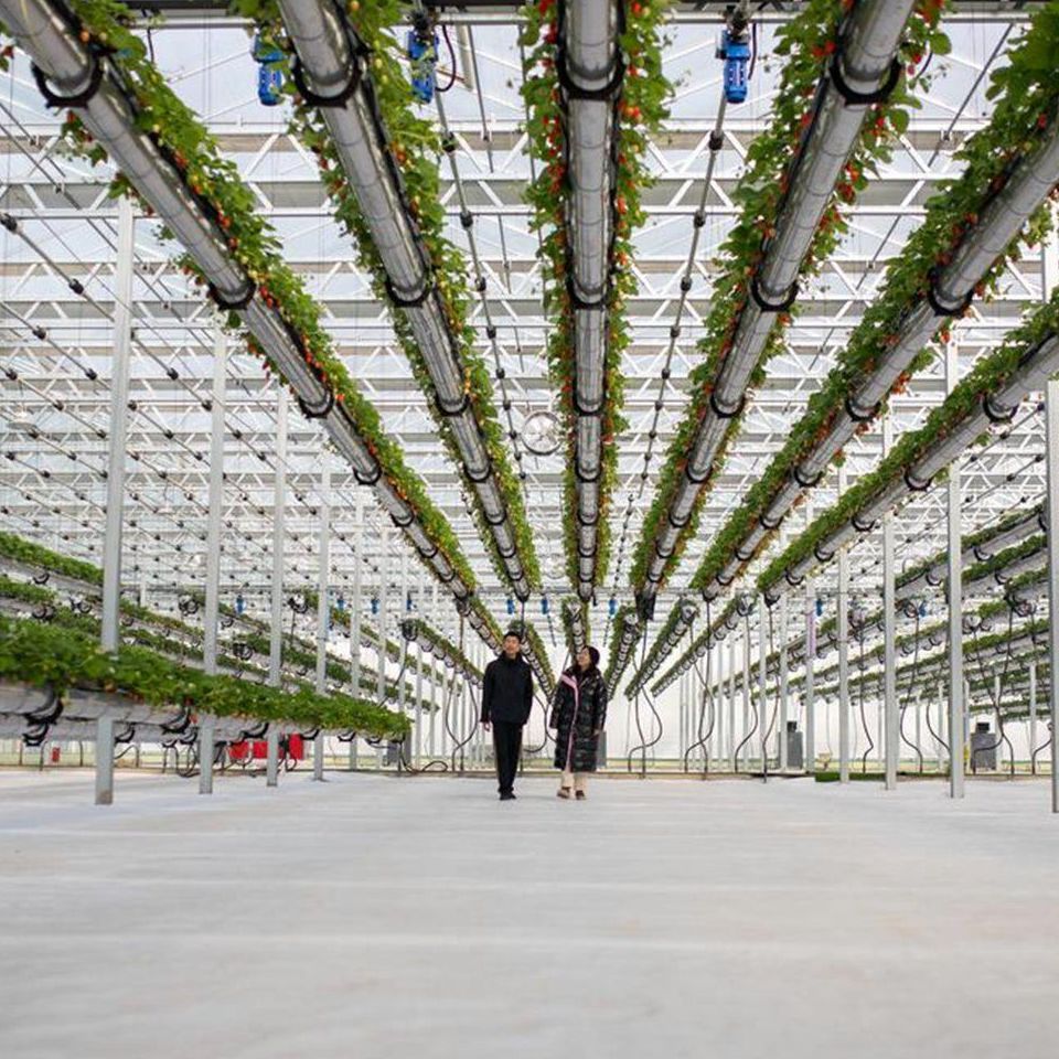 Empty glazed hall with a polished floor in a commercial greenhouse