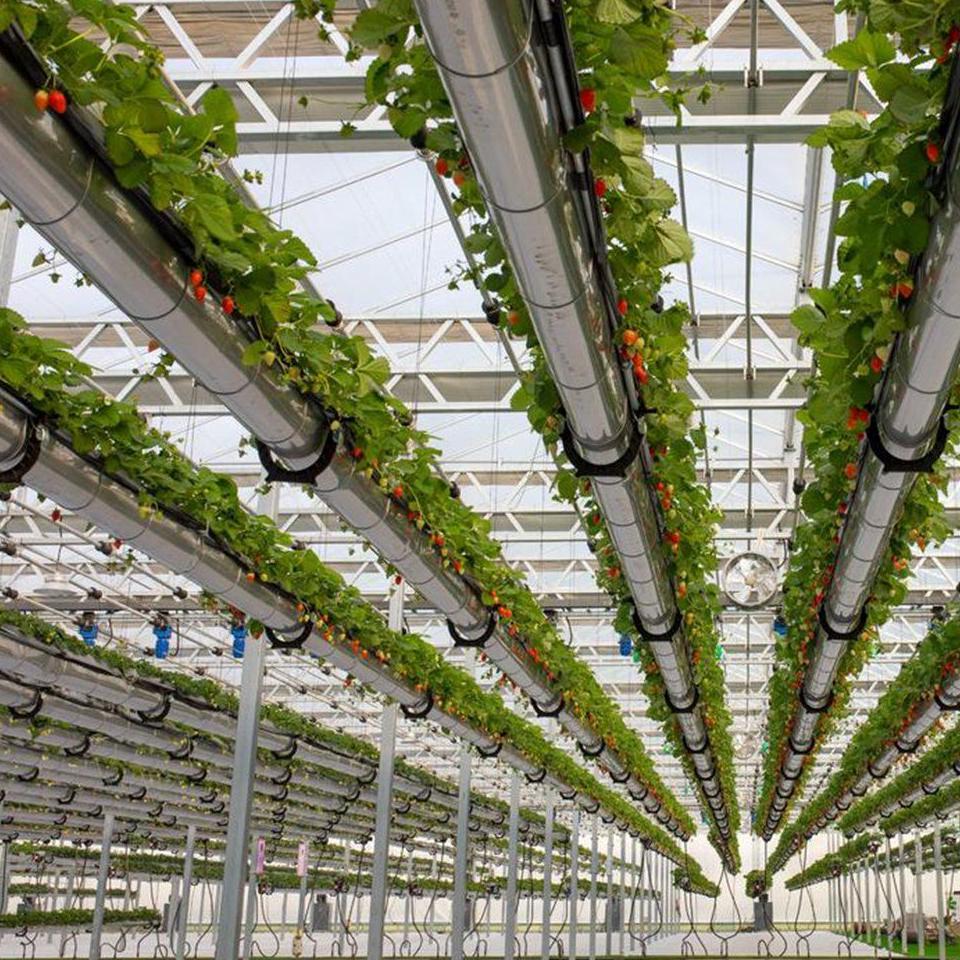 Tomato plants trained in V rows under a glass greenhouse roof