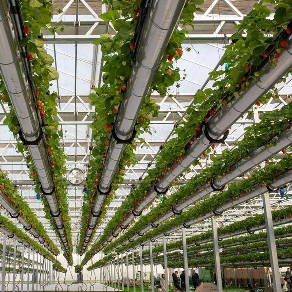 High wire tomato crop seen from below inside a glass greenhouse