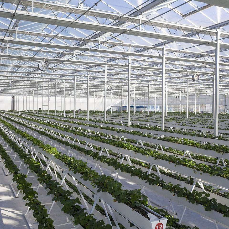 Commercial Glass Greenhouse Kit for Wholesale Vegetable Growing