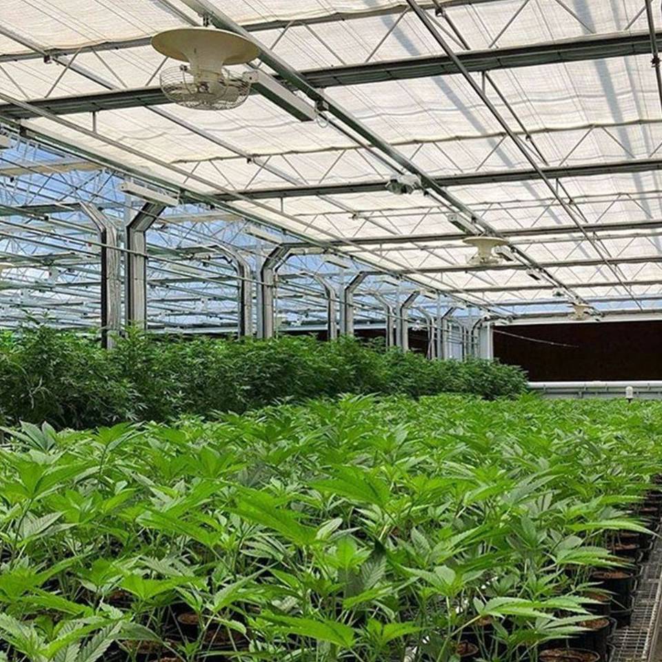 Leafy crops in rows under the glazed roof of a commercial greenhouse
