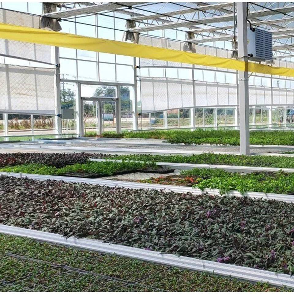 Hydroponic gullies and rolling benches inside a glass greenhouse