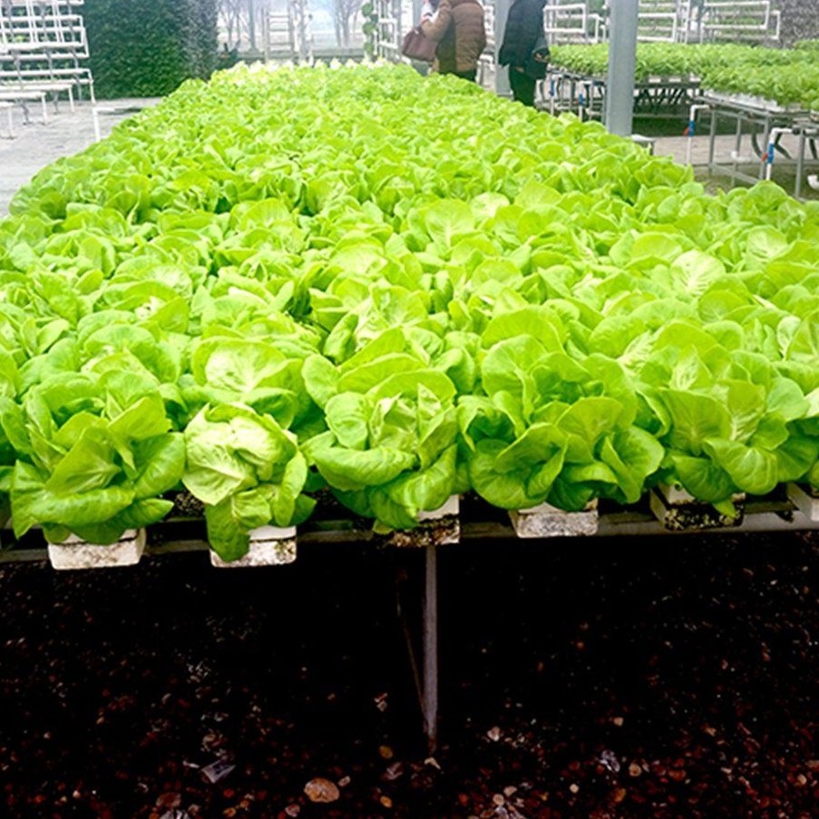 Lettuce heads growing on a bench in a bright glass greenhouse