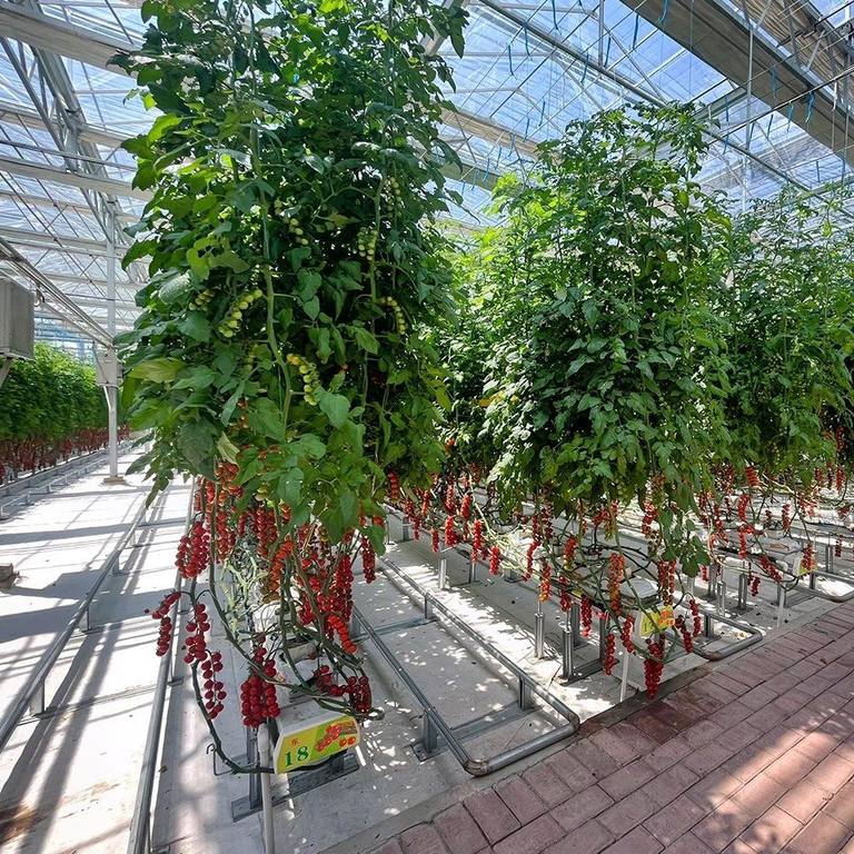 Tomato plants trained on strings inside a glass greenhouse