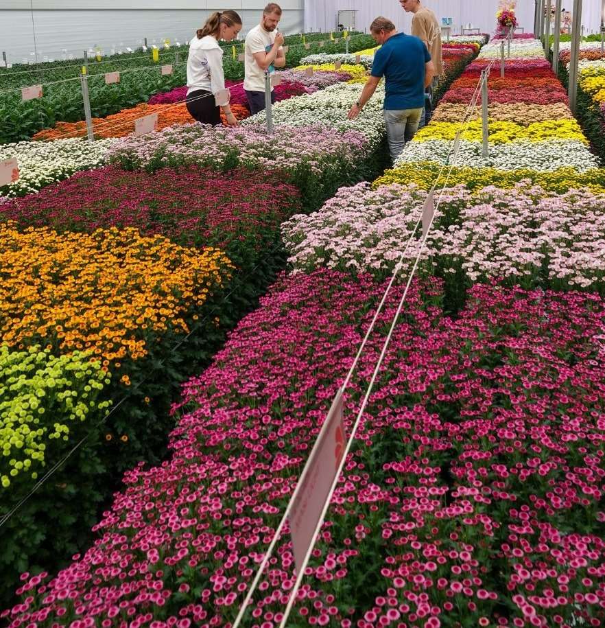 Flower beds in full colour growing under a glass greenhouse roof