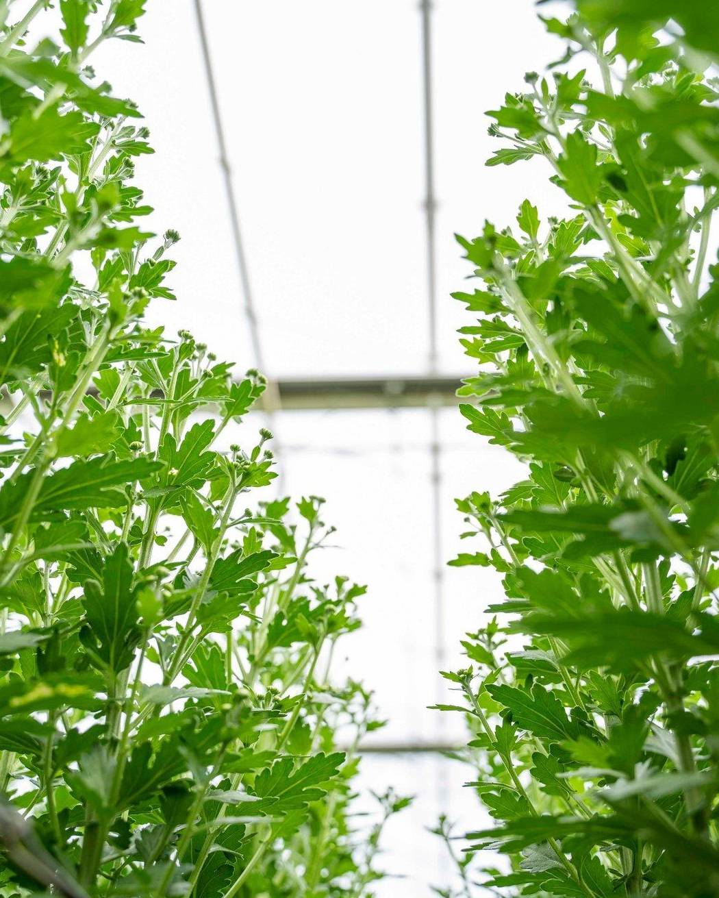 Leafy crop growing under glass in a climate controlled house