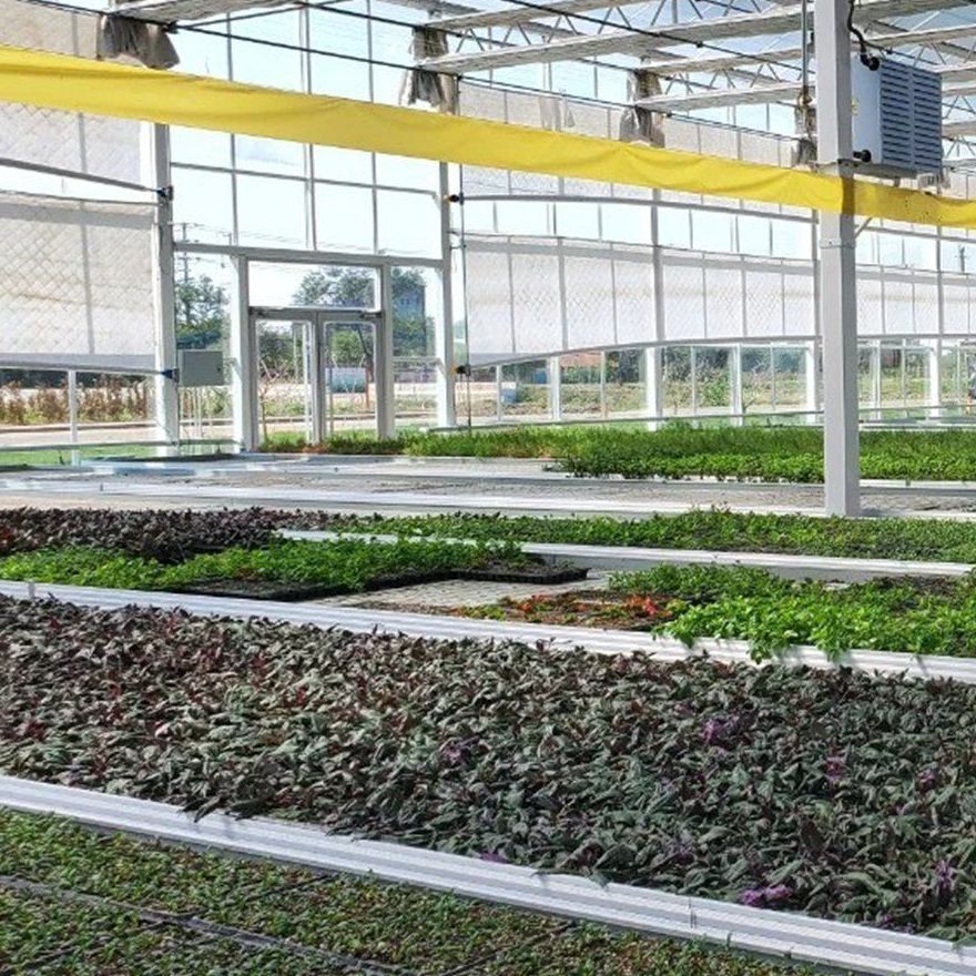 Seedling trays laid out in rows inside a glass greenhouse