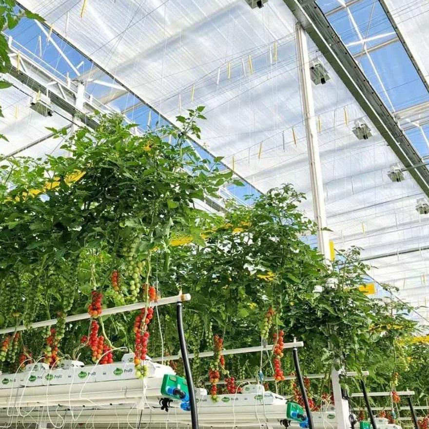 Tomato vines trained on strings inside a large glass greenhouse