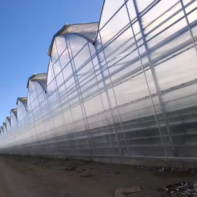 Gothic arch film greenhouse range seen from outside along the side wall