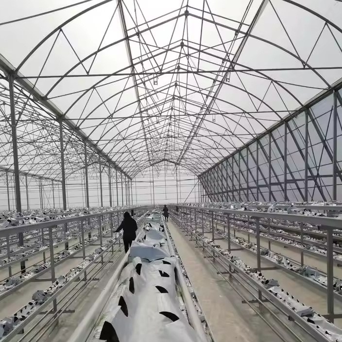 Growing benches and trellis rows under the arch of a film house
