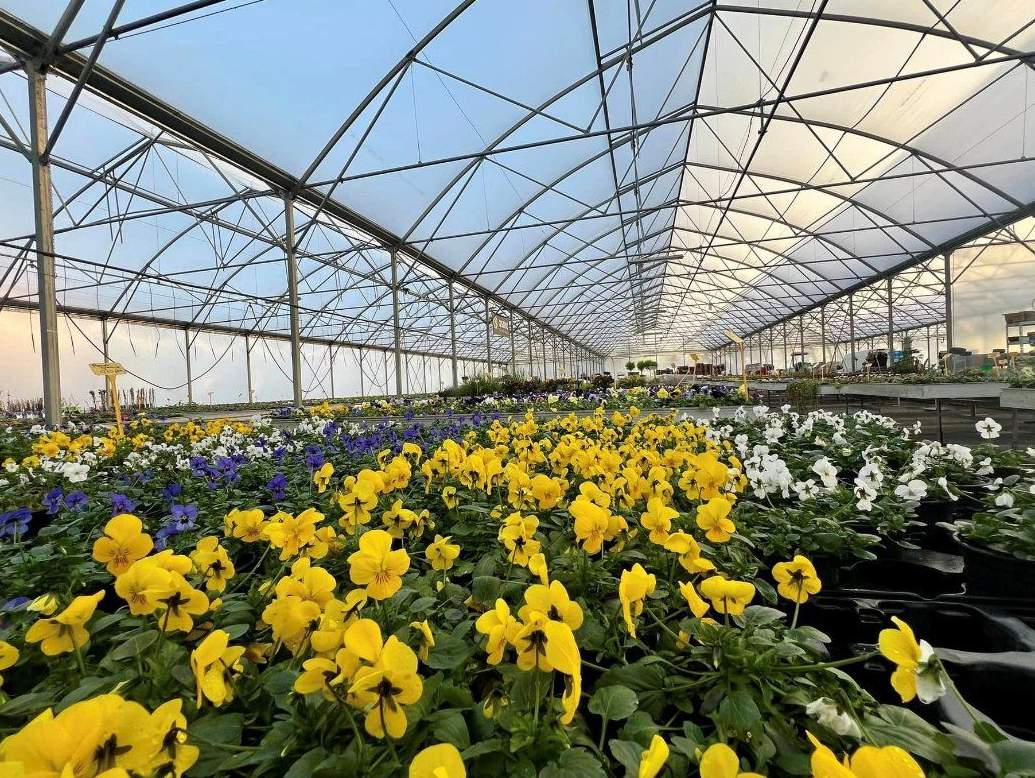 Flowering crop rows inside a gothic arch greenhouse bay