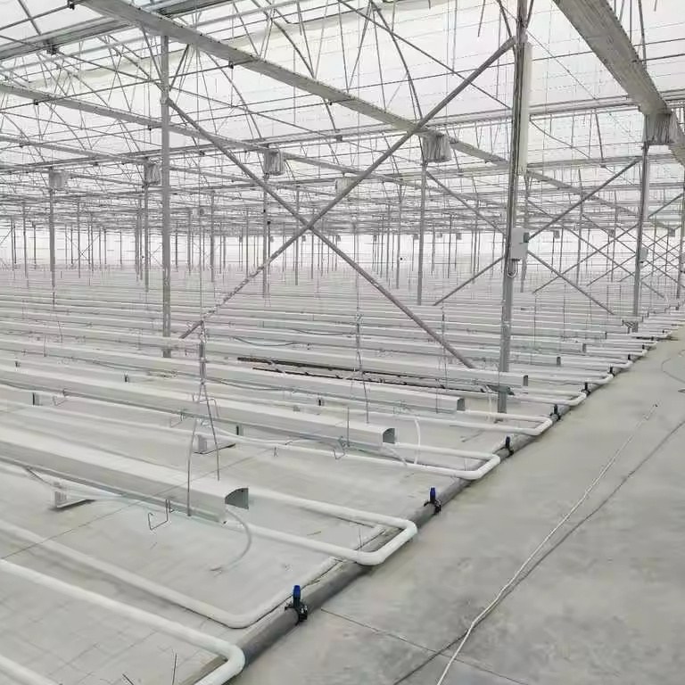 Steel columns and roof structure inside a large film greenhouse