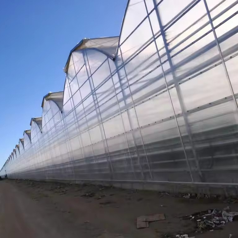 Gothic Arch Greenhouse with Roll up Sides for Tomato and Pepper Growers