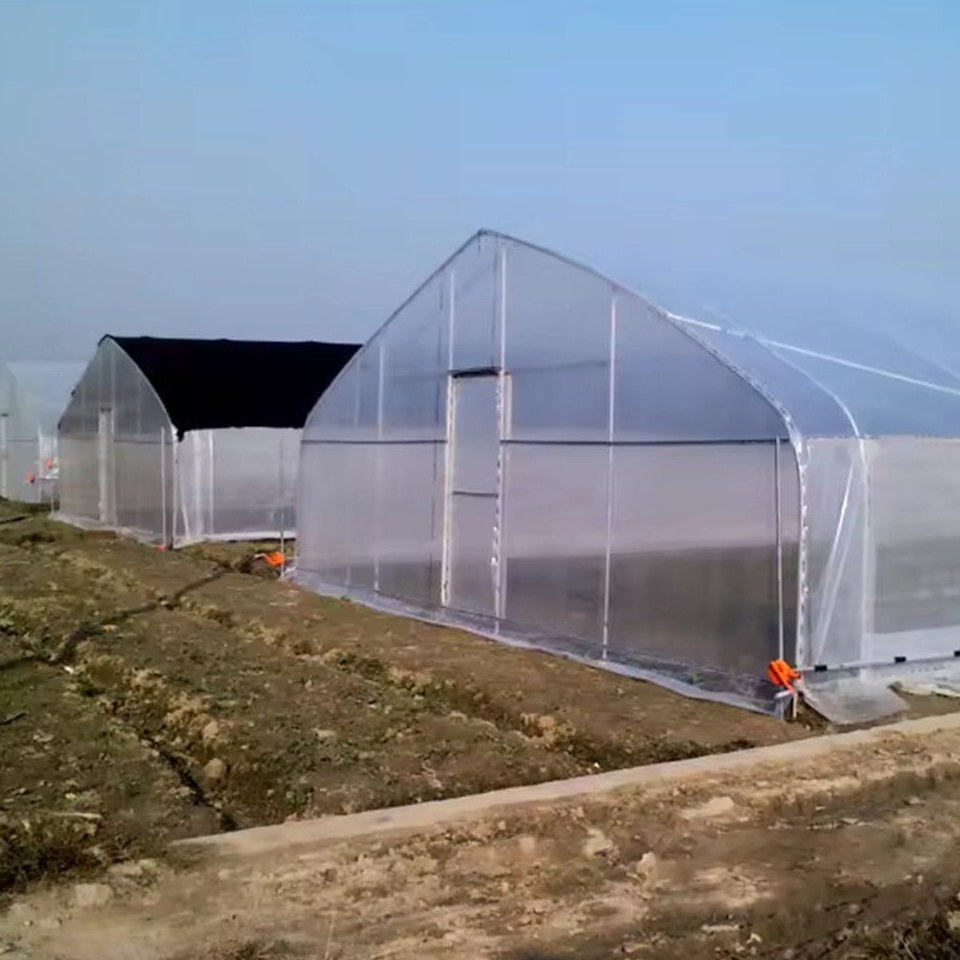 Gothic arch film greenhouses standing beside each other on a farm