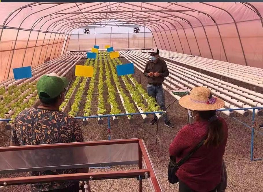 Hydroponic lettuce channels growing inside a film tunnel greenhouse