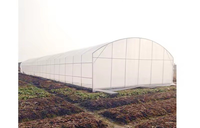 Gothic Arch Tunnel Greenhouse with Roof Vents for Tropical Tomato Growing