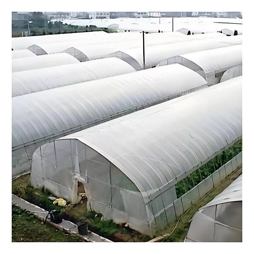 Range of gothic arch film greenhouses standing in rows on a farm