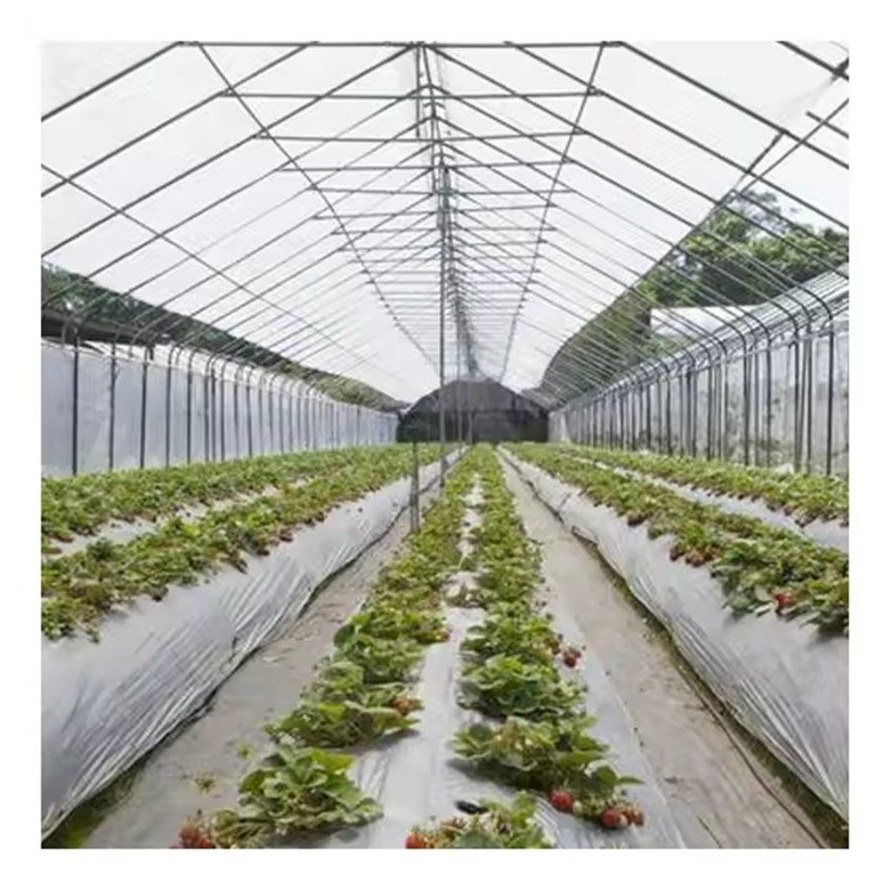 Central aisle between crop beds inside a multi span film house