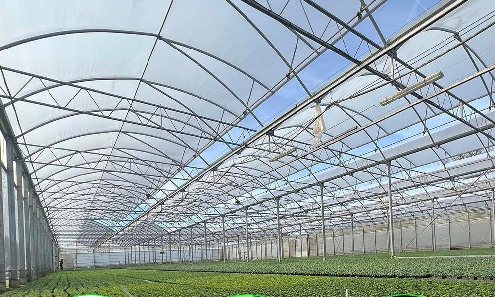 Crop rows running the length of a multi span gothic greenhouse bay