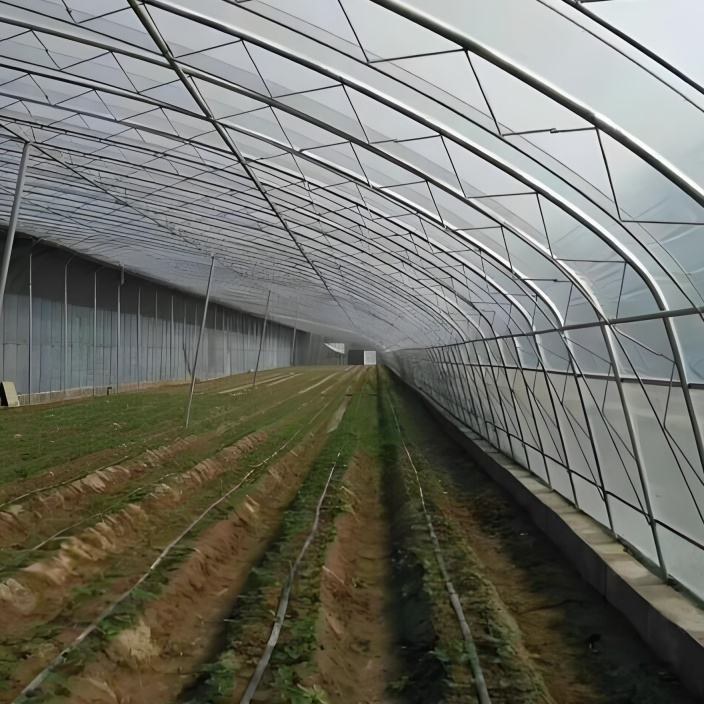 Crop rows running the length of a gothic arch greenhouse bay