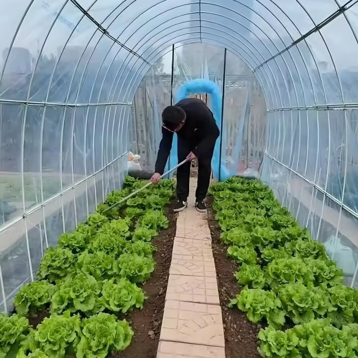 Lettuce grown on benches inside a covered gothic arch house