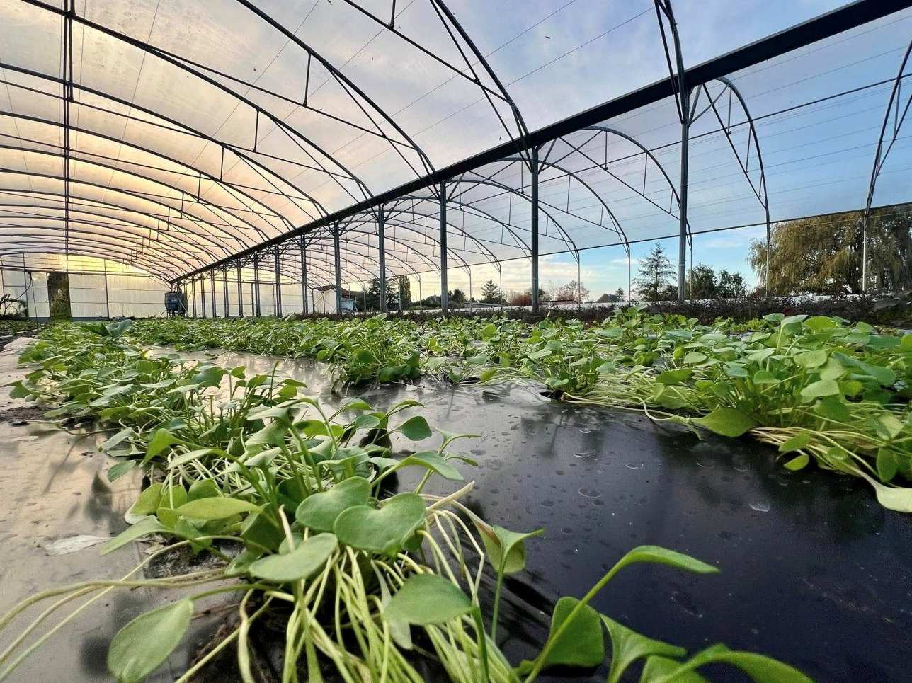 Vegetable crop under the gothic roof of a large greenhouse