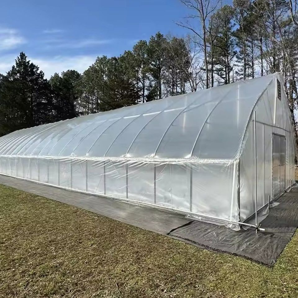 Single span film tunnel greenhouse with white cover on open ground
