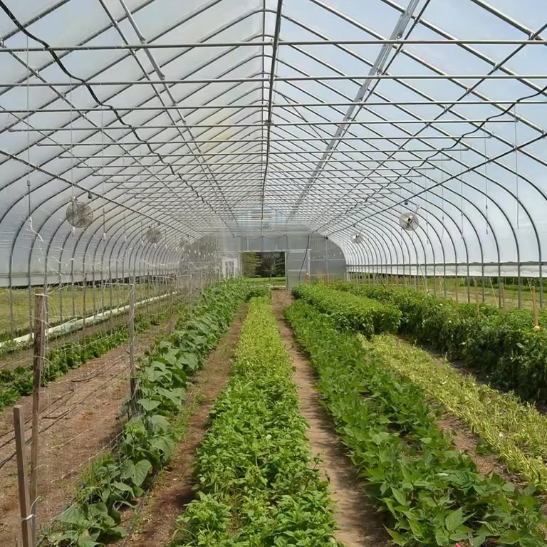 Steel arches and purlins above vegetable beds inside a tunnel greenhouse